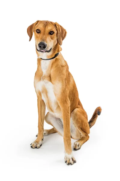 Freundlicher Gelber Mischlingshund Labrador Und Schäferhund Sitzen Auf Weißem Hintergrund — Stockfoto