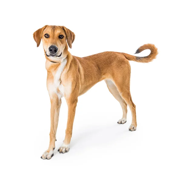 カメラ目線白い背景の上の黄色の混合された品種犬の地位 — ストック写真