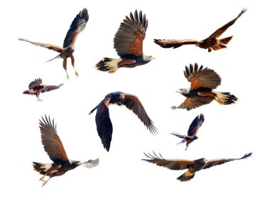 Collection of Harris Hawk photos in various flying and soaring positions for compositing clipart