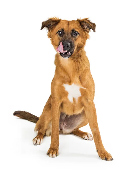 Brown Mixed Breed Young Dog Tongue Out Licking Lips Isolated — Stock Photo, Image