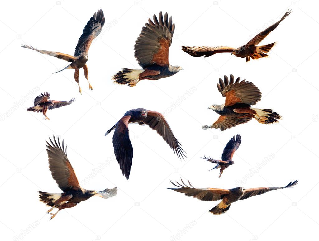 Collection of Harris Hawk photos in various flying and soaring positions for compositing
