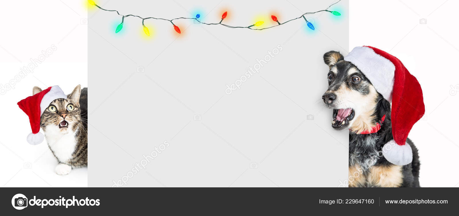 Lustige Weihnachten Hund Und Katze Weihnachtsmann Mützen Mit