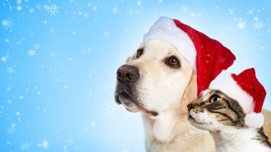 Noel sarı Labrador köpek ve kedi birlikte tarafına seyir Santa Claus şapka giymiş 