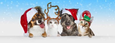 Sevimli Noel köpek ve kedi içinde birlikte pençeleri beyaz yatay Web afiş üzerinde asılı Noel Baba şapkaları 
