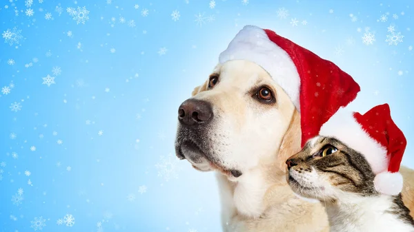 Navidad Amarillo Labrador Perro Gato Usando Sombreros Santa Claus Juntos — Foto de Stock