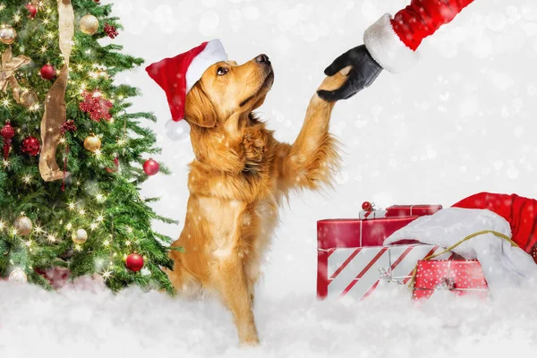 Рождественская Собака Золотистого Ретривера Встречает Санта Клауса Пожимающего Руку Елкой — стоковое фото