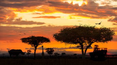 Afrika yaban hayatı hayvan safari sürücü altın günbatımı sahne sırasında 
