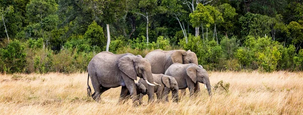 Family African Elephants Walking Grasslands Kenya Africa — Stock Photo, Image