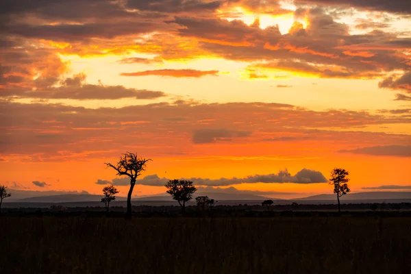 Kenya Siluet Ağaçlarda Ile Afrika Altın Turuncu Günbatımı — Stok fotoğraf