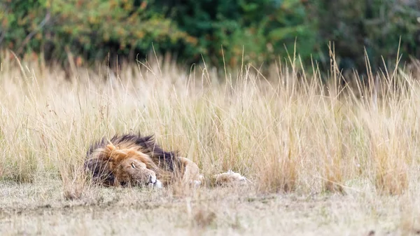 Dormir Grand Lion Afrique Dans Les Hautes Prairies Masai Mara — Photo