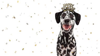 Eğleniyor düşen konfeti ile yeni yıl arifesinde kutluyor mutlu Dalmaçya köpeği