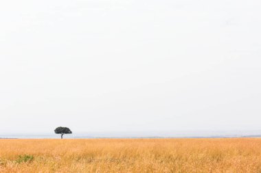 Geniş düz uzun boylu gras ile ve bir akasya ağacının Kenya, Afrika ile büyük gökyüzü ve metin için yer açın