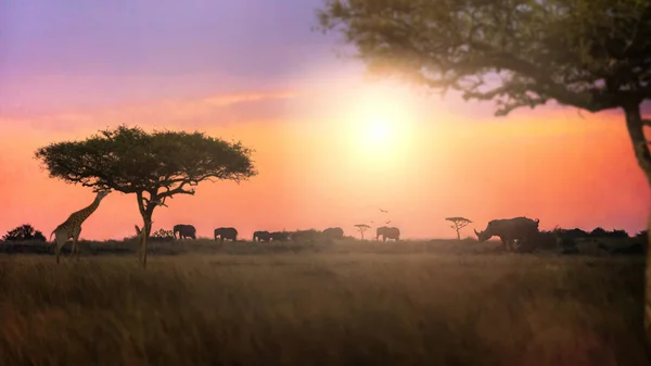 African wildlife animal safari drive during colorful pastel sunset scene
