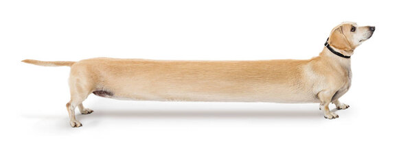 Смешная длинная короткая собака такса, растянутая для юмора
