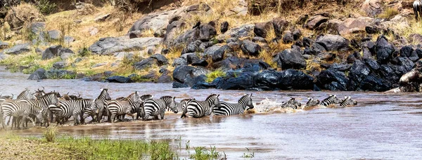 Стадо Зебр Пересекает Реку Мара Кении Африка Время Миграционного Сезона — стоковое фото