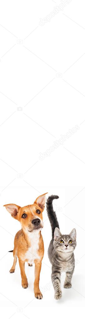 Cute dog and cat walking forward and looking up isolated on white background, close-up 