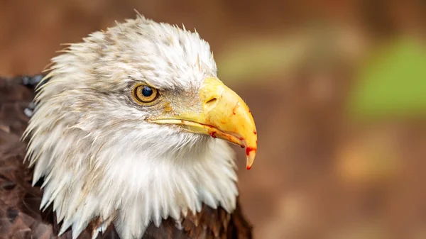 Águila Calva Americana Con Sangre Pico Después Caza — Foto de Stock
