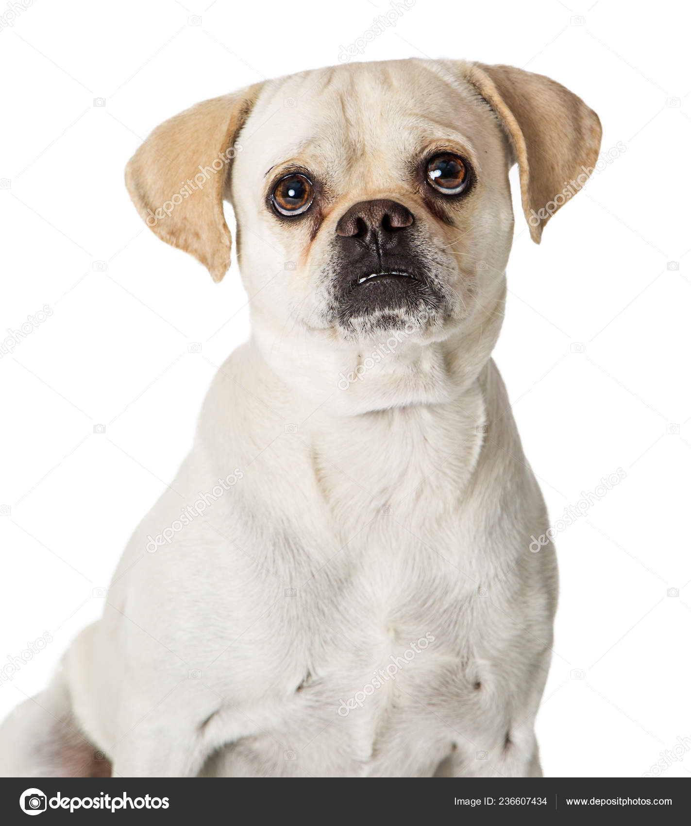 Closeup Portrait White Pug Crossbreed Dog — Stock Photo