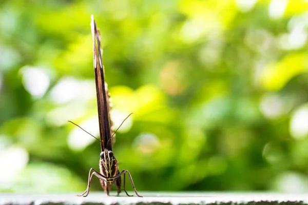 Niebieski Motyl Morpho Niewyraźne Tło Naturalne — Zdjęcie stockowe