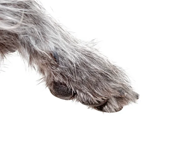 Closeup Dog Paw Isolated White Background Close — Stock Photo, Image