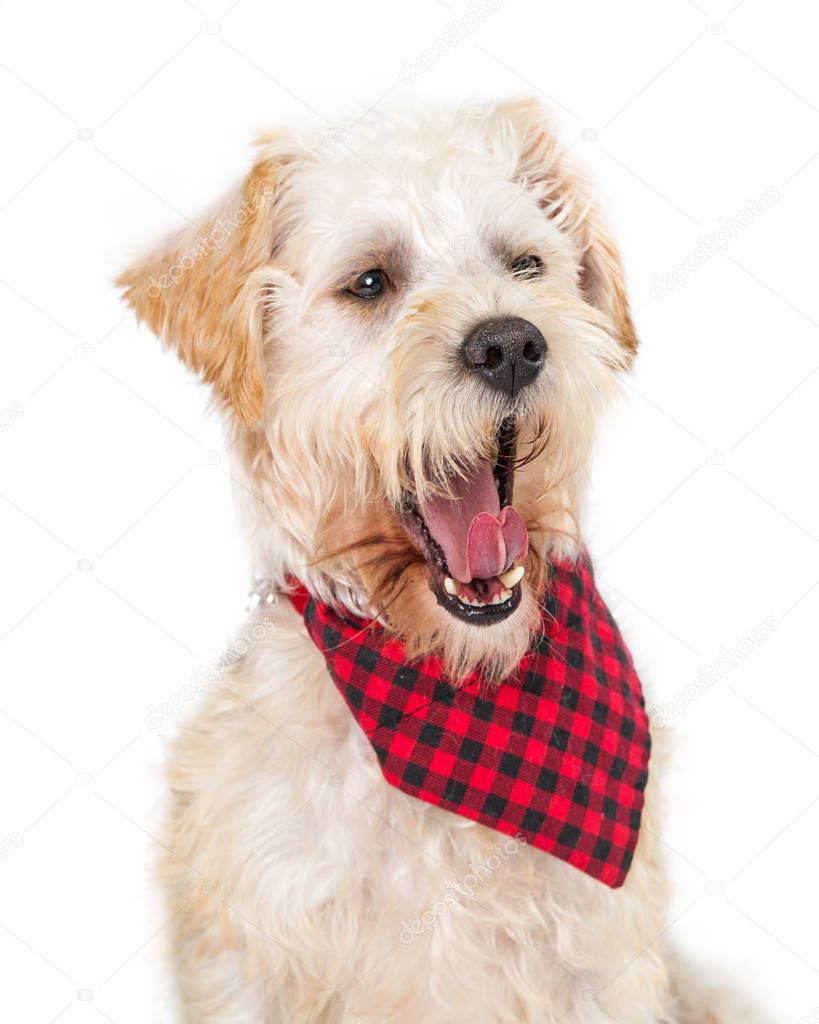 funny cute Wheaten Terrier crossbreed dog yawning with opened mouth and tongue out 