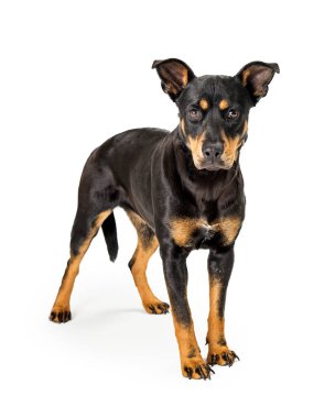 Doberman Pinscher beyaz arka plan üzerinde duran ve kameraya dört gözle köpek crossbreed