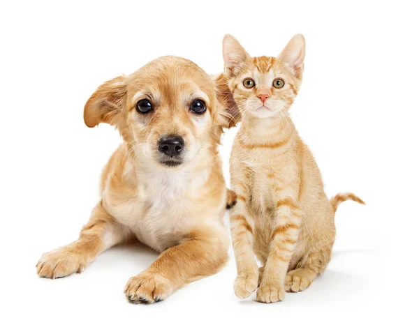 Schattige Jonge Tan Kleur Kitten Puppy Poseren Samen Witte Achtergrond — Stockfoto