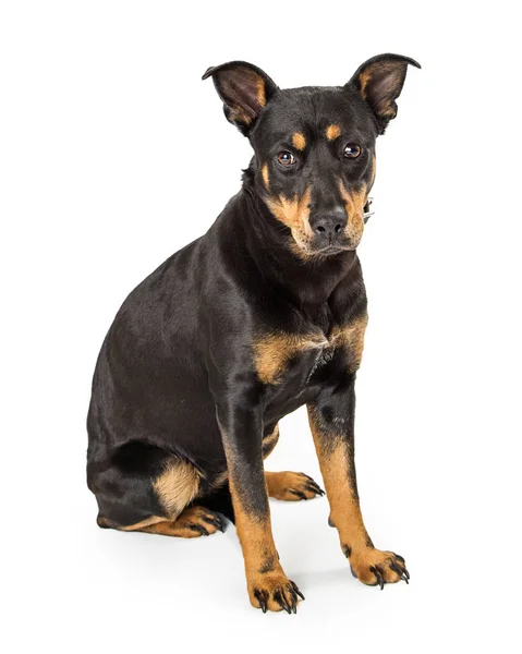 Young Doberman Pinscher Crossbreed Dog Sitting White Background Looking Camera — Stock Photo, Image