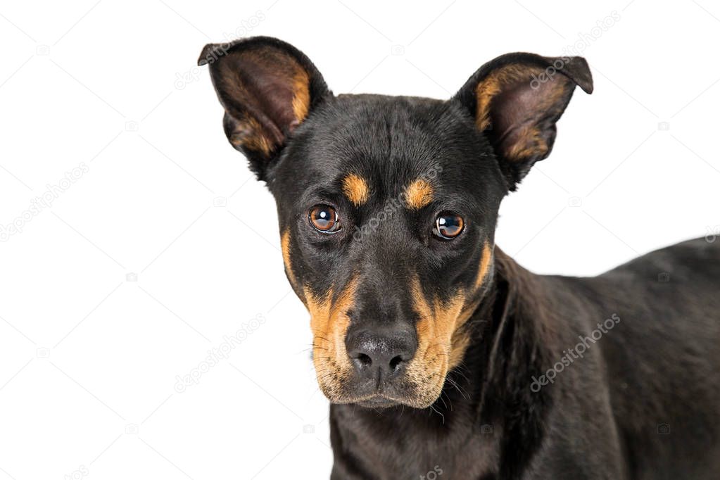 Beautiful young Doberman Pinscher crossbreed dog looking at camera 