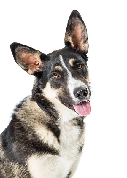Netter Junger Schäferhund Mischlingshund Mit Glücklich Lächelndem Gesichtsausdruck Der Die — Stockfoto