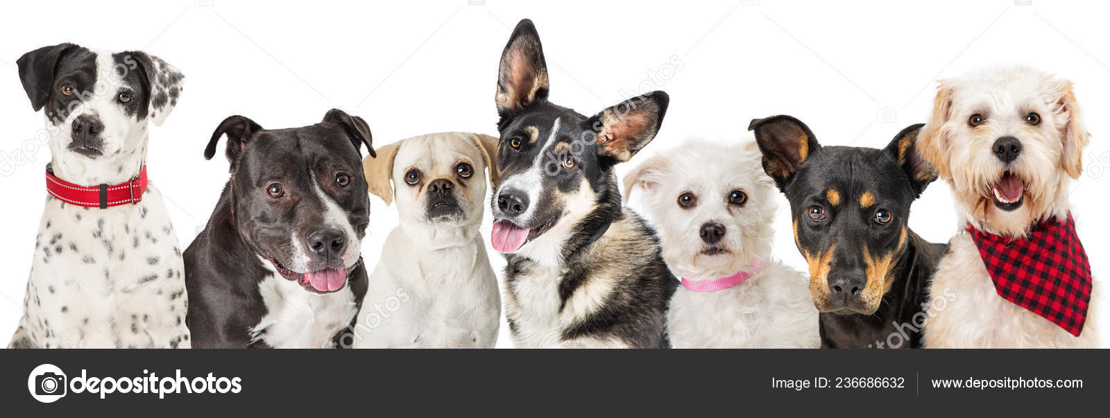 Row Dogs Sitting Together Isolated White Background Close Stock Photo