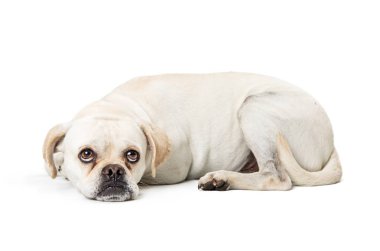 Yalancılık aşağı ve beyaz arka plan üzerinde ararken sevimli küçük Pug karışık doğurmak köpek 