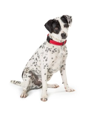 Beyaz arka plan üzerinde izole tarafa oturan karışık doğurmak köpek benekli yakın çekim 