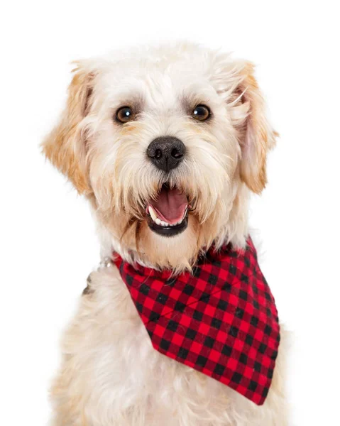 Felice Sorridente Cane Incrocio Wheaten Terrier Indossando Sciarpa Scacchi Rossa — Foto Stock