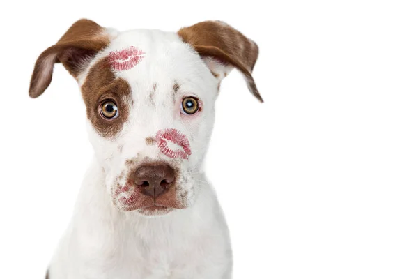 Cute Puppy Red Lipstick Kiss Prints Face — Stock Photo, Image