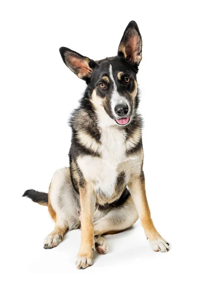 Niedliche Mischlingshund Rasse Junger Hund Mit Schwarz Weißem Fell Sitzt — Stockfoto