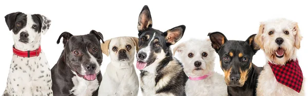 Reihe Von Hunden Zusammensitzen Isoliert Auf Weißem Hintergrund Nahaufnahme — Stockfoto