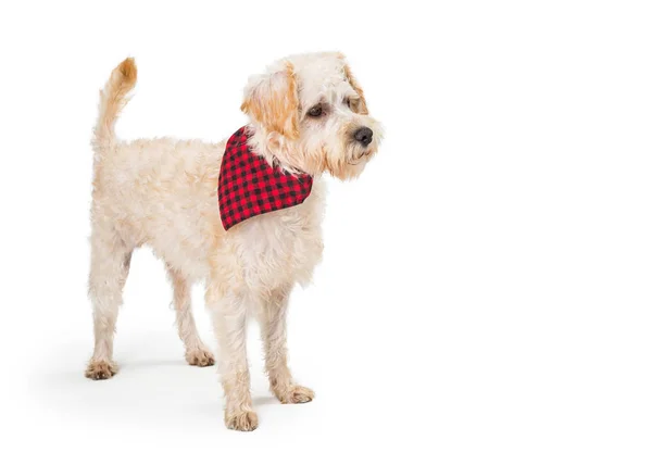 Wheaten Terriër Idee Hond Het Dragen Van Rode Zwarte Geruite — Stockfoto
