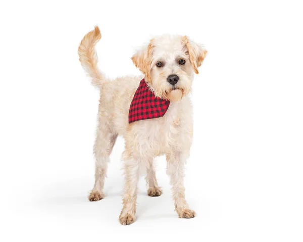 Cute White Wheaten Terrier Dog Wearing Red Black Checkered Scarf — Stock Photo, Image