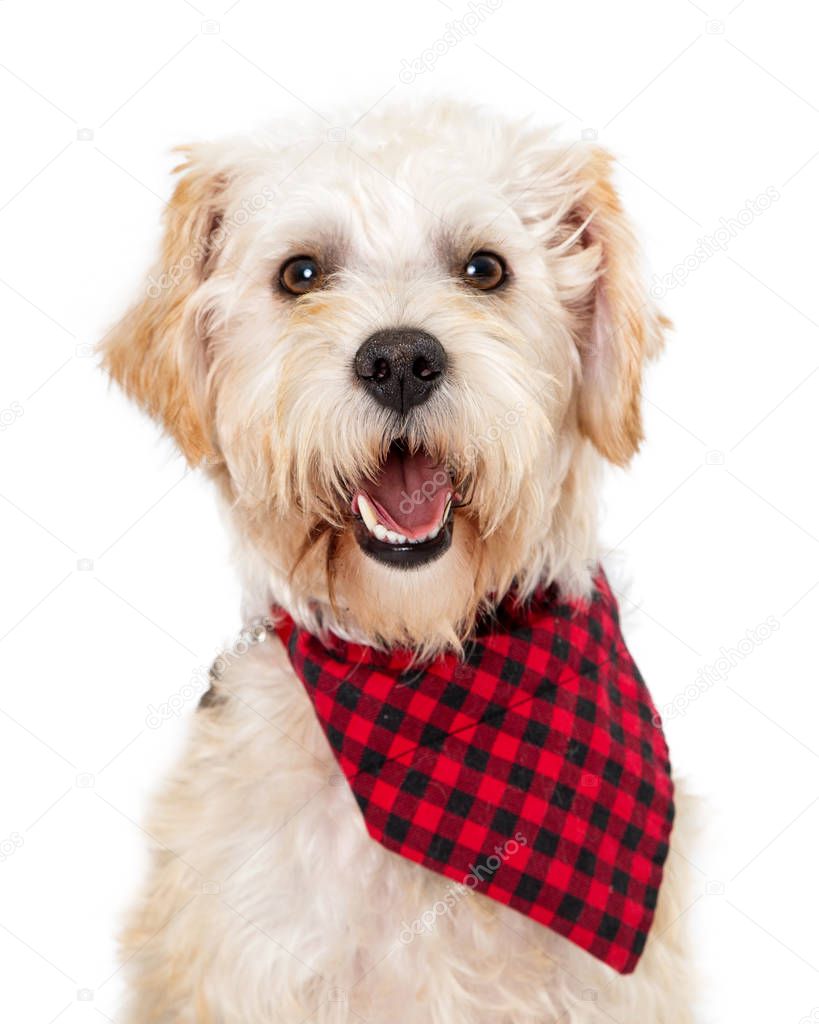 happy smiling Wheaten Terrier crossbreed dog wearing red and black checkered scarf