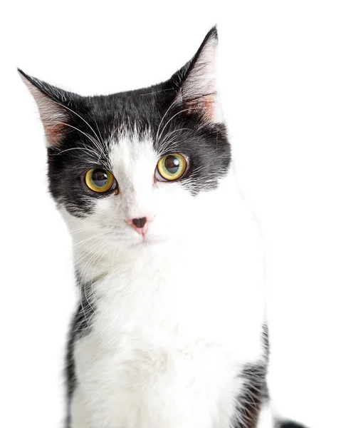 Retrato Close Gato Cinza Branco Olhando Para Frente Para Câmera — Fotografia de Stock