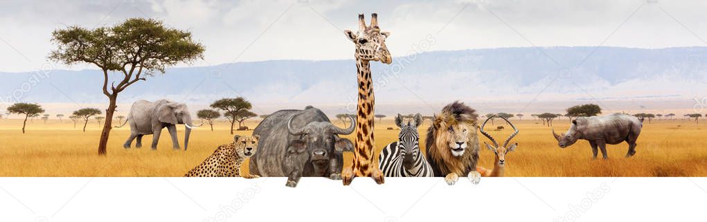 Large group of African safari animals together hanging paws over blank white horizontal web banner or social media header