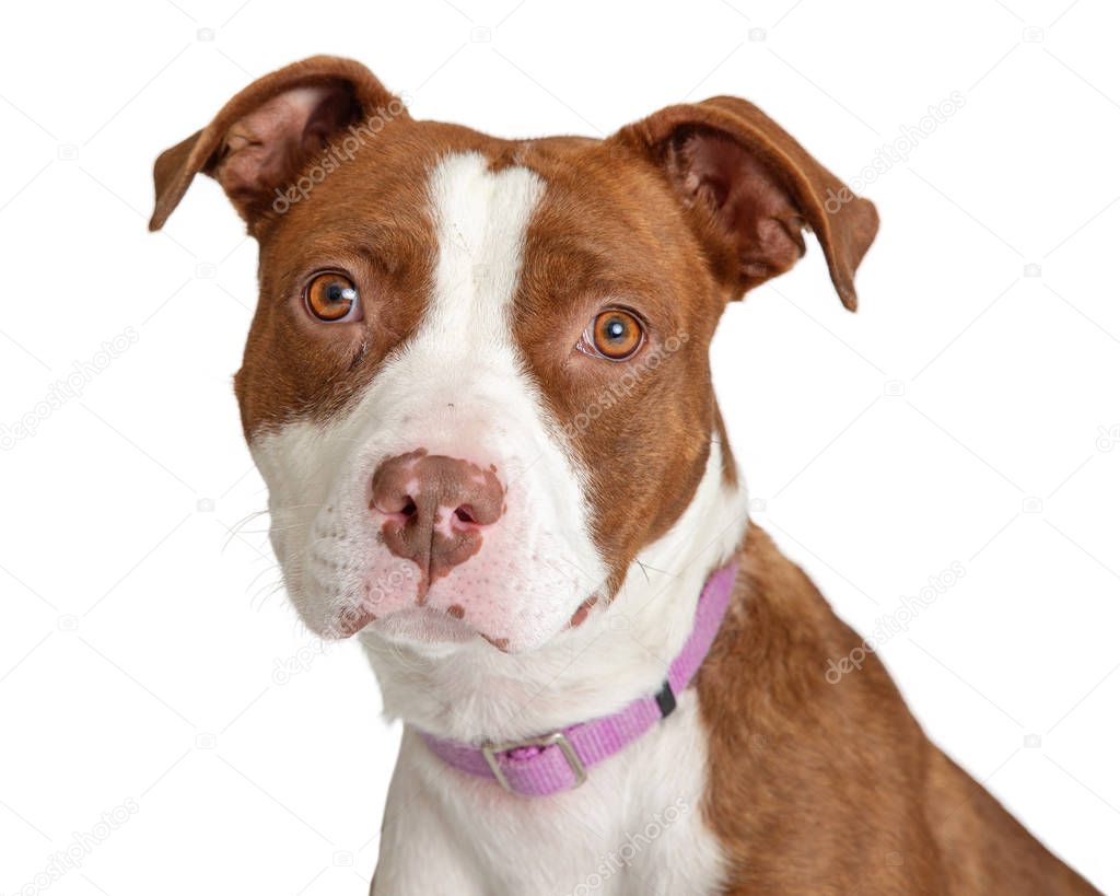 Closeup photo of a brown and white color mixed Pit Bull breed dog looking at camera