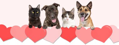 Sevgililer günü kalpleri satırının üzerine asılı kediler ve köpekler. Web sitesi başlık sayfası veya sosyal medya kapak.