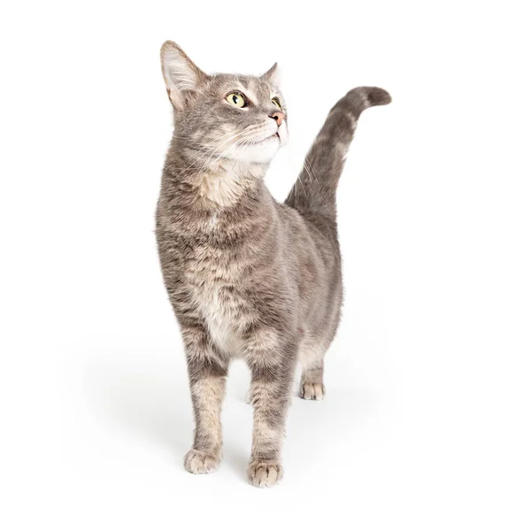 Curious Cute Grey Tabby Cat Standing Stretching Neck Looking Side — Stock Photo, Image