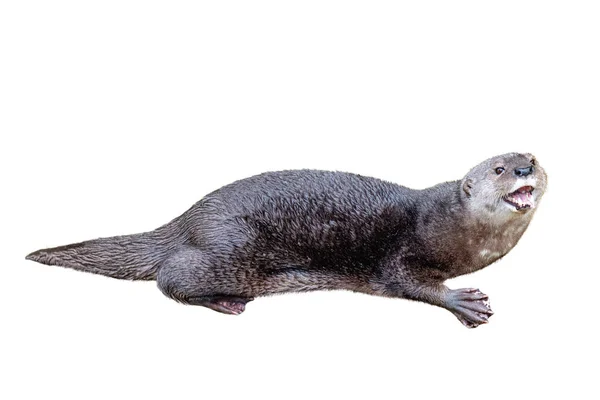 Otter Met Mond Open Gelukkig Lachend Expressie Geïsoleerd Wit — Stockfoto