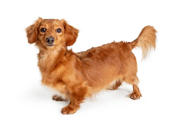 Lindo Pequeño Pelo Largo Perro Cruzado Dachshund Pie Blanco Mirando —  Fotos de Stock