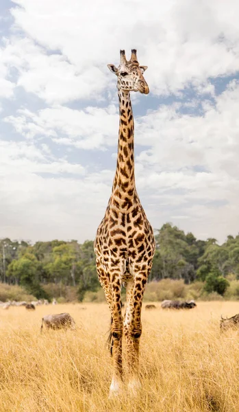 站在肯尼亚草原上的单人马赛长颈鹿 — 图库照片
