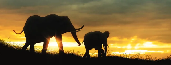 非洲大象婴儿和母亲在日落或日出时的剪影 带文本空间的水平 Web — 图库照片