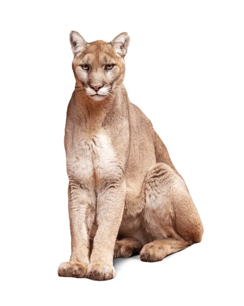 Mountain Lion Vergadering Camera Kijken Geïsoleerd Wit — Stockfoto